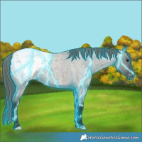 Horse Color:Thunderstruck Grullo Roan Appaloosa 