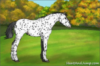 Horse Color:Black Appaloosa 