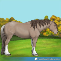 Horse Color:White Spotted Classic Champagne 