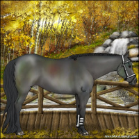Horse Color:Black 