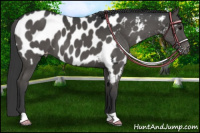 Horse Color:Black Appaloosa