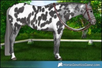 Horse Color:Black Appaloosa