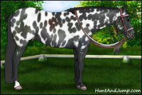 Horse Color:Black Appaloosa 