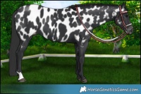 Horse Color:Black Appaloosa