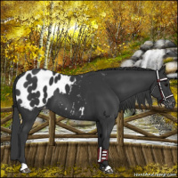 Horse Color:Black Appaloosa 