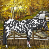 Horse Color:Black Near Leopard 