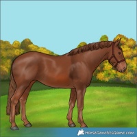 Horse Color:Chestnut 