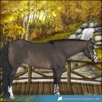 Horse Color:Brown Dun 