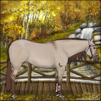 Horse Color:Liver Red Dun 