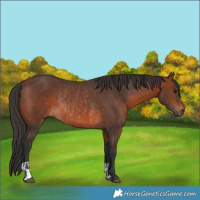 Horse Color:Brown Rabicano  and Brown Rabicano 