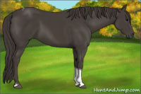 Horse Color:Smoky Black Tobiano 