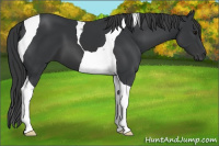 Horse Color:Black Tobiano 