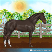 Horse Color:Liver Chestnut  and Liver Chestnut 