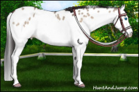 Horse Color:Brown Roan Dun Splash Appaloosa Brindle