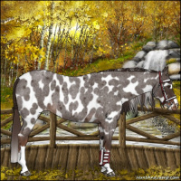 Horse Color:Liver Red Roan Leopard 