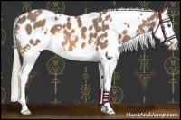 Horse Color:White Spotted Red Roan Mushroom Splash Appaloosa