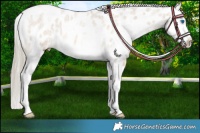 Horse Color:White Spotted Red Dun Roan Mushroom Splash Near Leopard Brindle