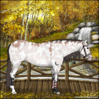 Horse Color:Platinum Bay Dun Near Leopard 