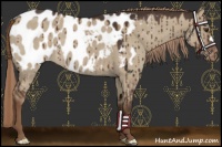 Horse Color:Liver Red Dun Appaloosa Brindle