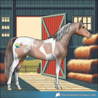 Horse Color:Bay Tobiano Appaloosa Rabicano 