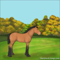Horse Color:Bay 