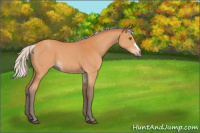 Horse Color:Silver Bay 