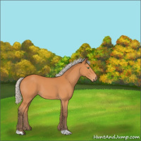 Horse Color:Silver Bay 