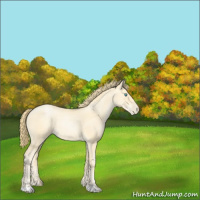 Horse Color:Buckskin Pearl 