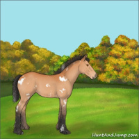 Horse Color:White Spotted Bay 