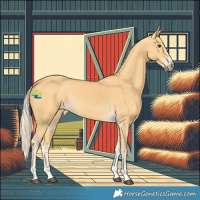 Horse Color:Palomino Sabino 