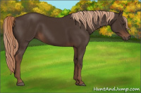 Horse Color:Liver Chestnut Rabicano 
