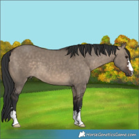 Horse Color:Brown Dun
