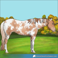 Horse Color:White Spotted Gold Champagne 