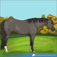 Horse Color:Smoky Grullo 