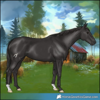 Horse Color:Smoky Black