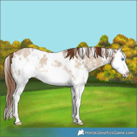 Horse Color:White Spotted Red Dun Sabino Splash 