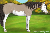 Horse Color:Liver Red Dun Splash
