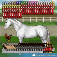 Horse Color:Liver Red Dun Appaloosa Brindle 