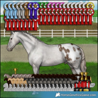 Horse Color:Liver Red Dun Appaloosa Brindle