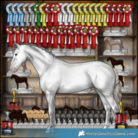 Horse Color:Liver Red Dun Appaloosa Brindle