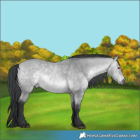 Horse Color:Bay Chinchilla 