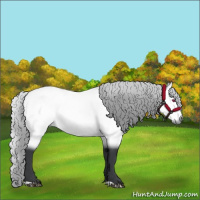 Horse Color:Silver Bay Chinchilla 