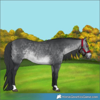 Horse Color:Brown Chinchilla