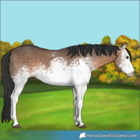 Horse Color:White Spotted Brown Dun 