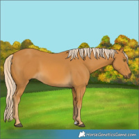Horse Color:Palomino 