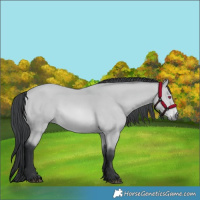 Horse Color:Bay Chinchilla 