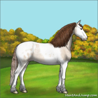 Horse Color:Red Dun Ice Roan Splash Tobiano Appaloosa Rabicano 
