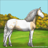 Horse Color:Silver Amber Cream Champagne Dun Splash Tobiano Appaloosa Rabicano 