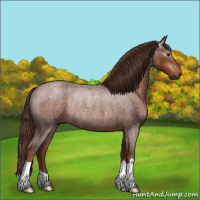 Horse Color:Gray Red Roan Rabicano 