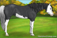 Horse Color:Blue Roan Splash 